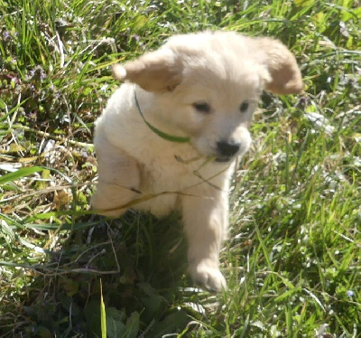 CHIOT 4