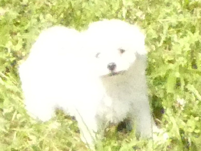 CHIOT 4