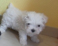 POUMY