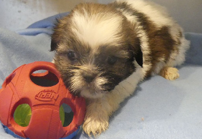 CHIOT 3