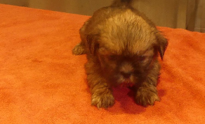 CHIOT 2