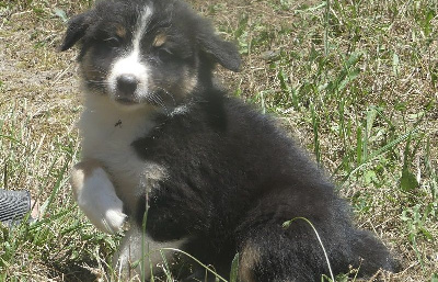 CHIOT 4