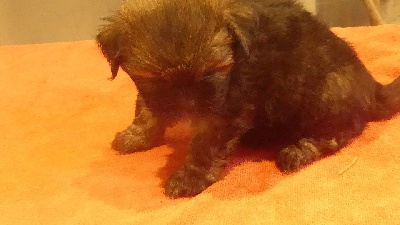 CHIOT 5