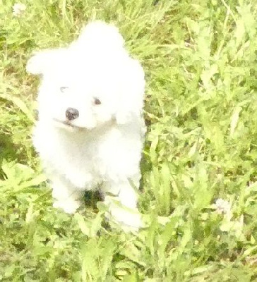 CHIOT 2