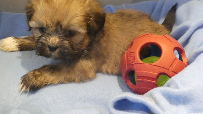CHIOT 1