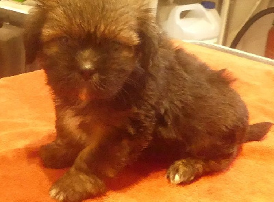 CHIOT 1