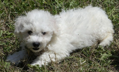CHIOT 4