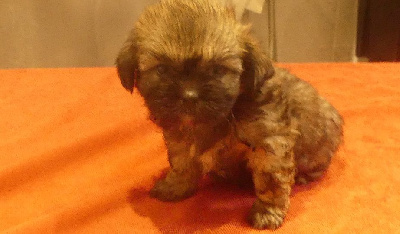 CHIOT 7
