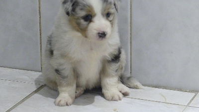 CHIOT 5