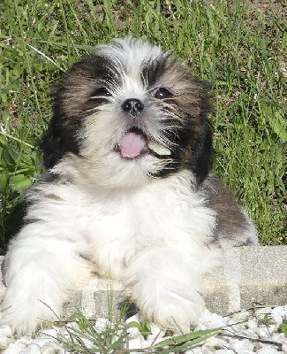 CHIOT 1