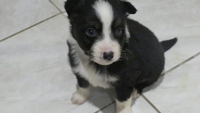 CHIOT 2