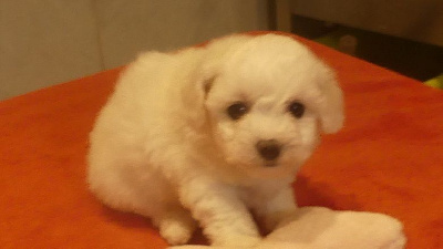 CHIOT 2