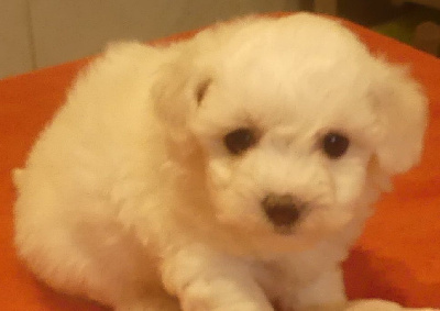 CHIOT 1