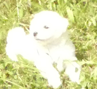 CHIOT 1