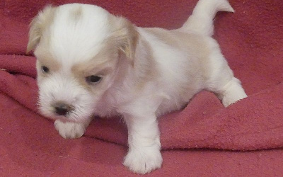 CHIOT 3