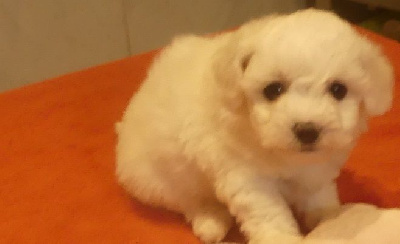 CHIOT 3