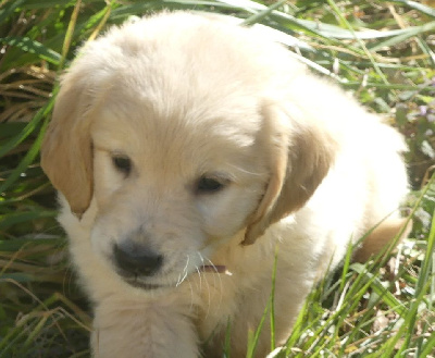 CHIOT 3