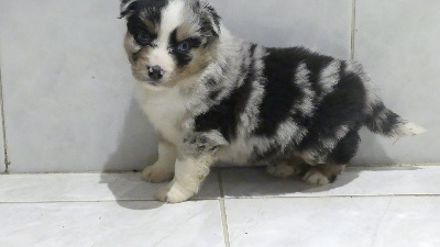 CHIOT 6
