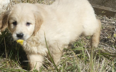 CHIOT 7