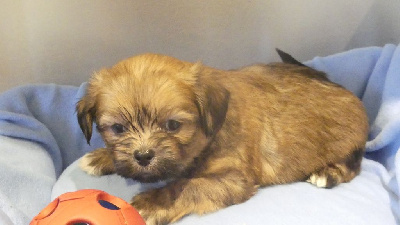 CHIOT 2