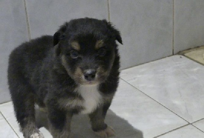 CHIOT 1