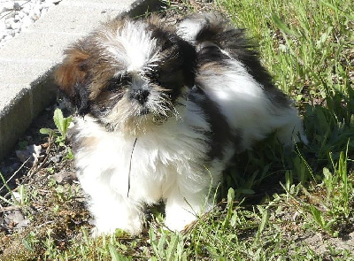 CHIOT 2