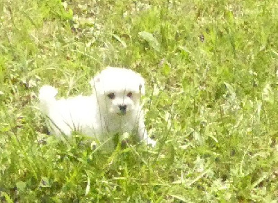 CHIOT 3