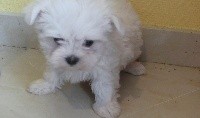 PRINCE