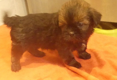 CHIOT 4