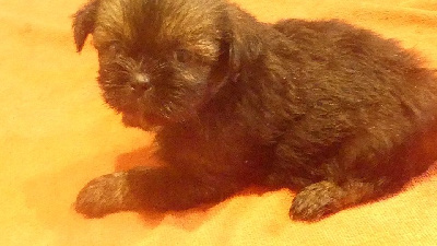 CHIOT 6