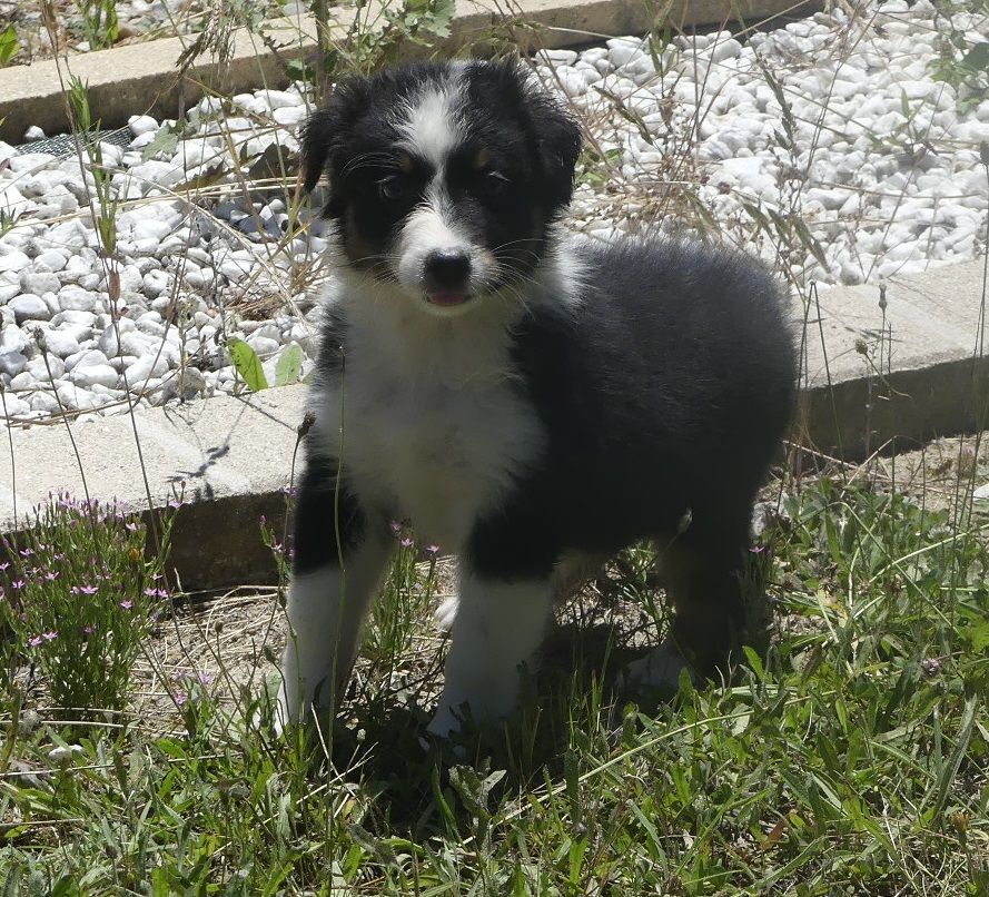 du Domaine des Ecorces - Chiots disponibles - Berger Australien