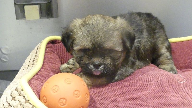 du Domaine des Ecorces - Chiots disponibles - Lhassa Apso