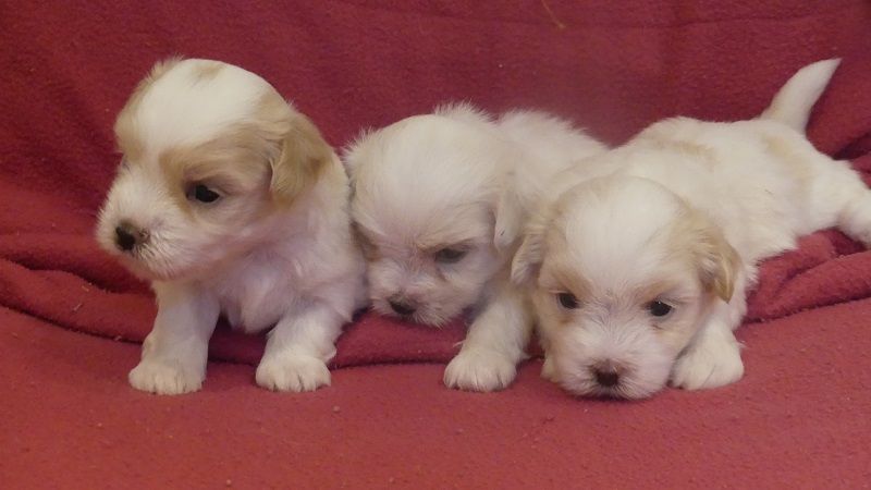 Chiot Coton de Tulear du Domaine des Ecorces