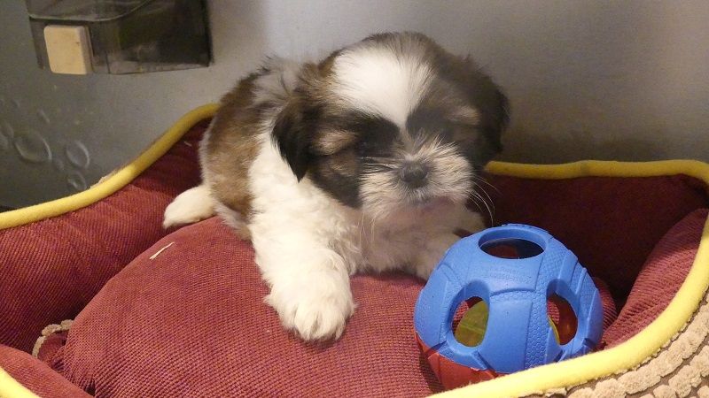 du Domaine des Ecorces - Chiots disponibles - Shih Tzu