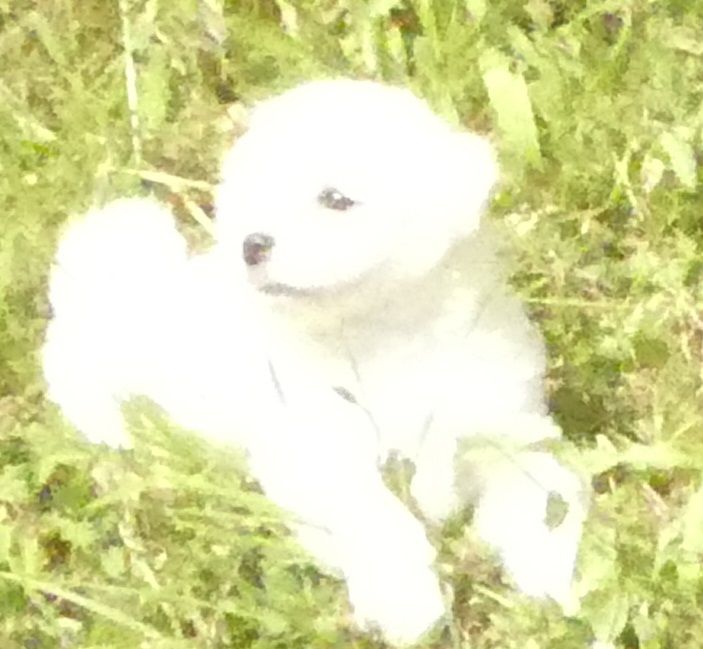 du Domaine des Ecorces - Chiots disponibles - Bichon Frise