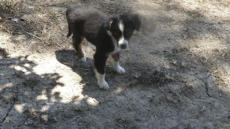 du Domaine des Ecorces - Chiots disponibles - Berger Australien