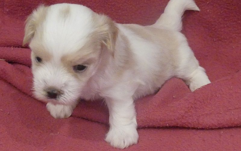du Domaine des Ecorces - Chiots disponibles - Coton de Tulear