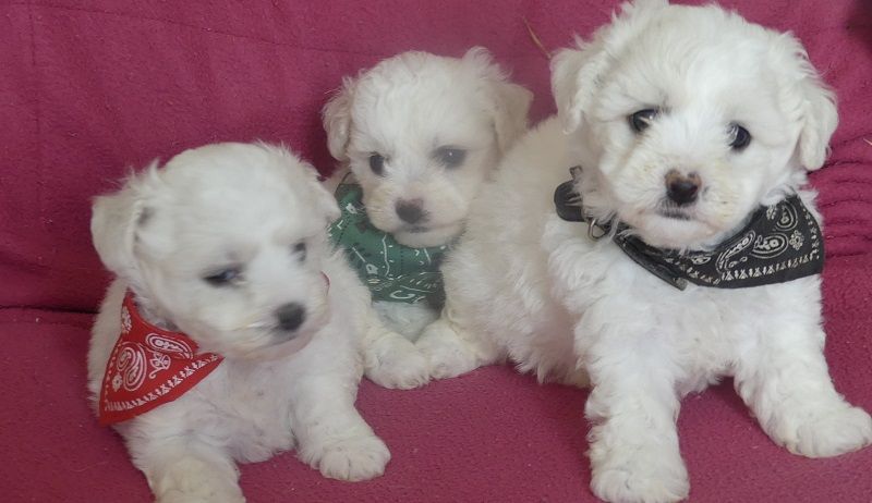 Chiot Bichon Frise du Domaine des Ecorces