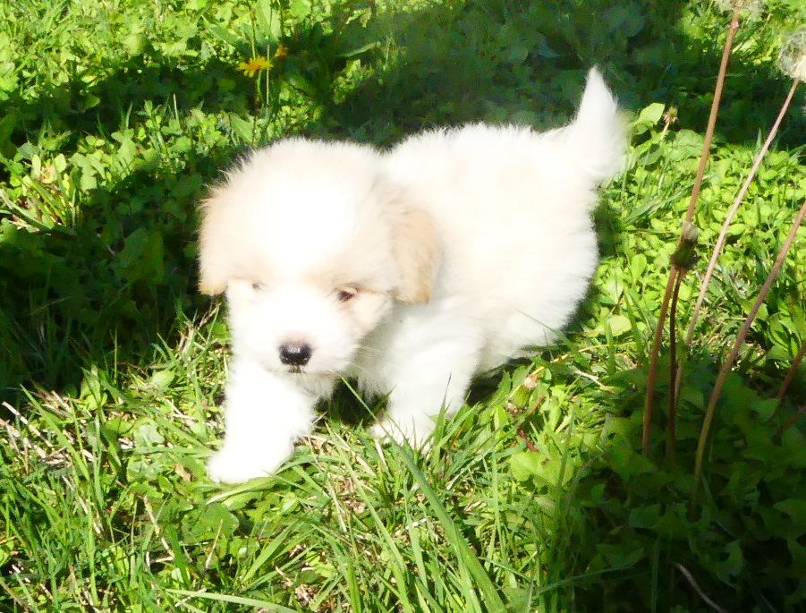 du Domaine des Ecorces - Chiots disponibles - Coton de Tulear