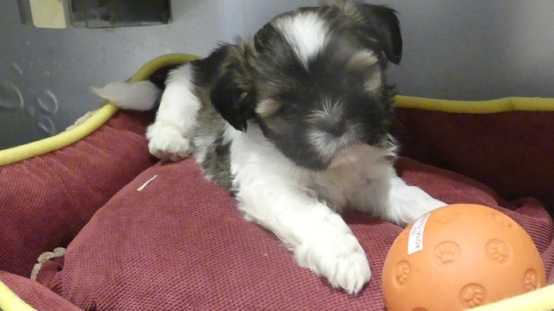 du Domaine des Ecorces - Chiots disponibles - Shih Tzu