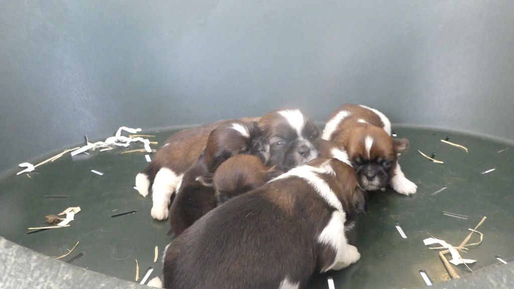 du Domaine des Ecorces - Shih Tzu - Portée née le 02/10/2025