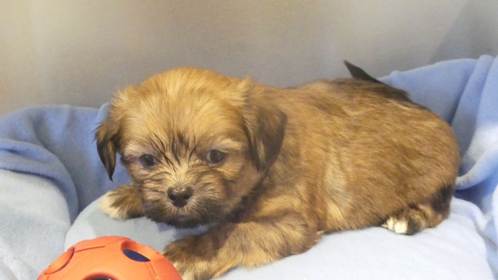 du Domaine des Ecorces - Chiots disponibles - Lhassa Apso