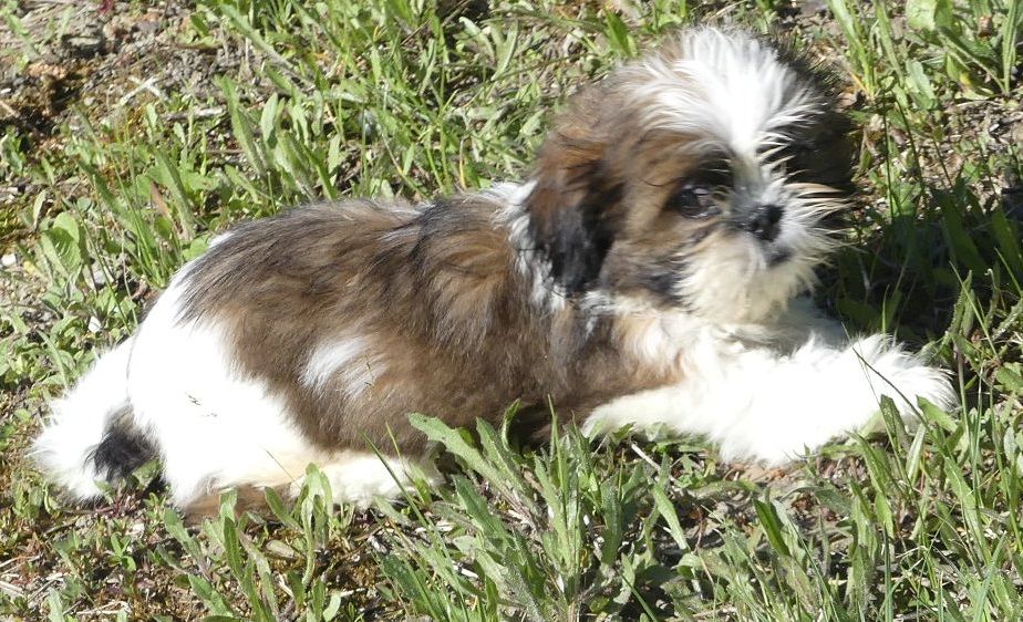 du Domaine des Ecorces - Chiots disponibles - Shih Tzu