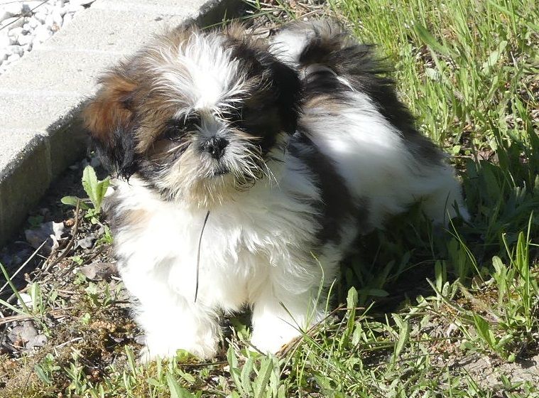 du Domaine des Ecorces - Chiots disponibles - Shih Tzu