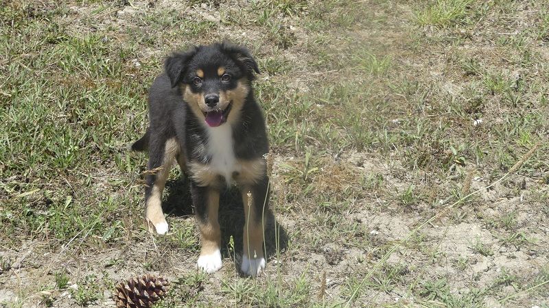 du Domaine des Ecorces - Chiots disponibles - Berger Australien