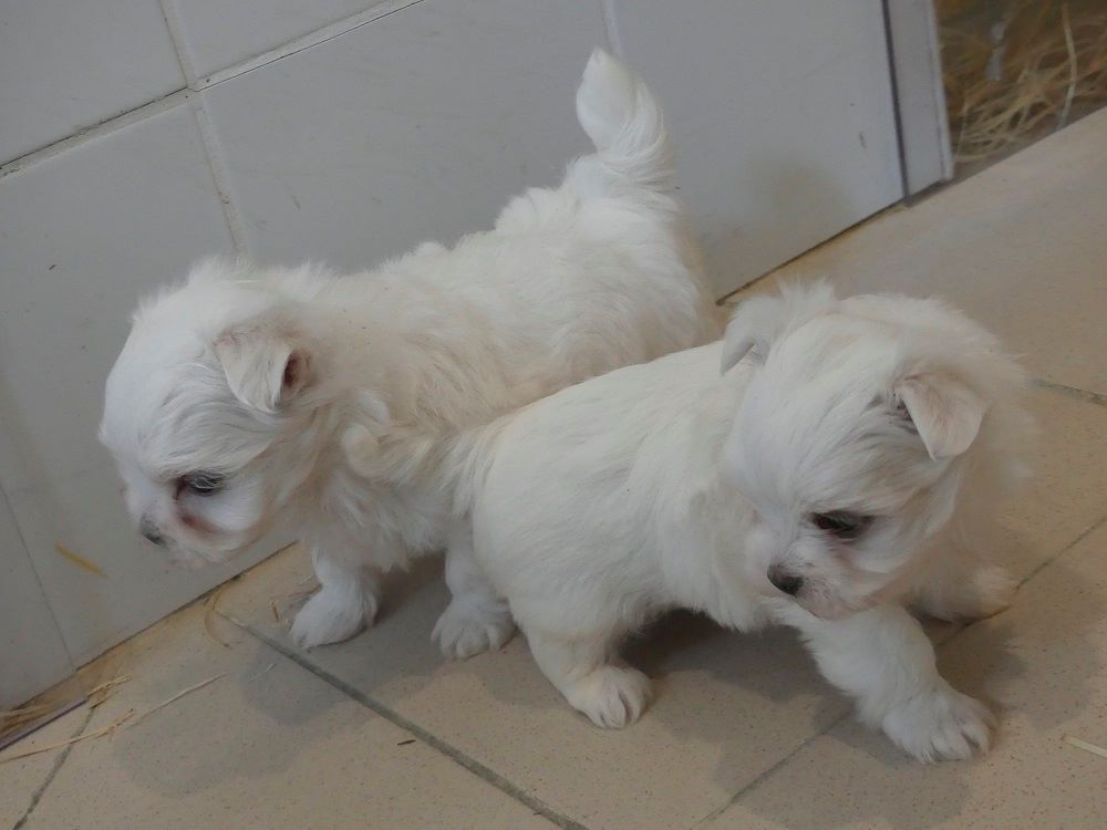 Chiot Bichon maltais du Domaine des Ecorces