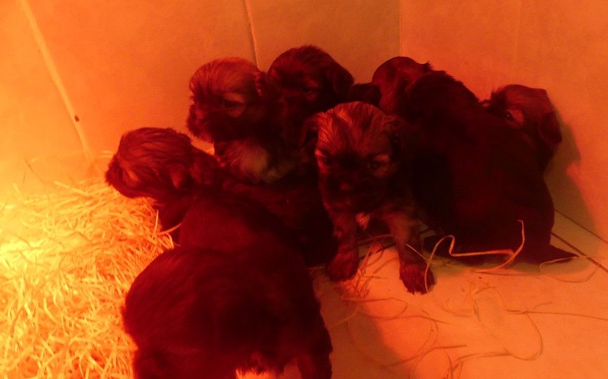 Chiot Lhassa Apso du Domaine des Ecorces
