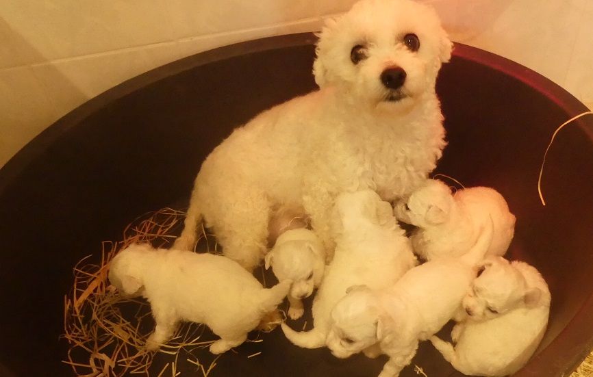 Chiot Bichon Frise du Domaine des Ecorces