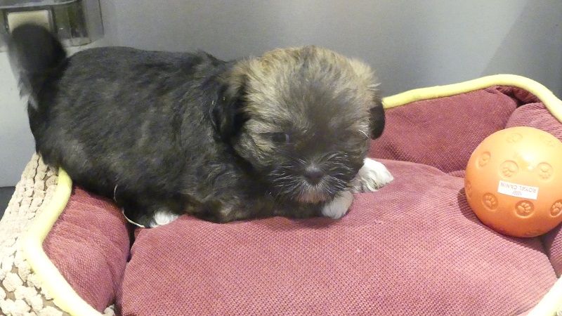 du Domaine des Ecorces - Chiots disponibles - Lhassa Apso