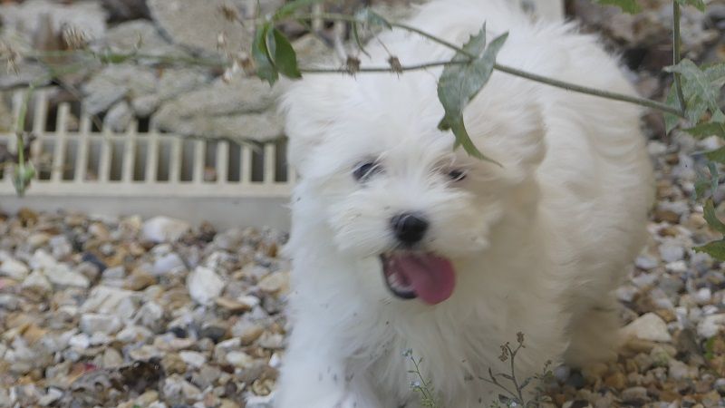 du Domaine des Ecorces - Chiots disponibles - Bichon maltais